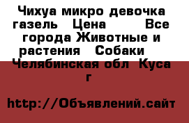 Чихуа микро девочка газель › Цена ­ 65 - Все города Животные и растения » Собаки   . Челябинская обл.,Куса г.